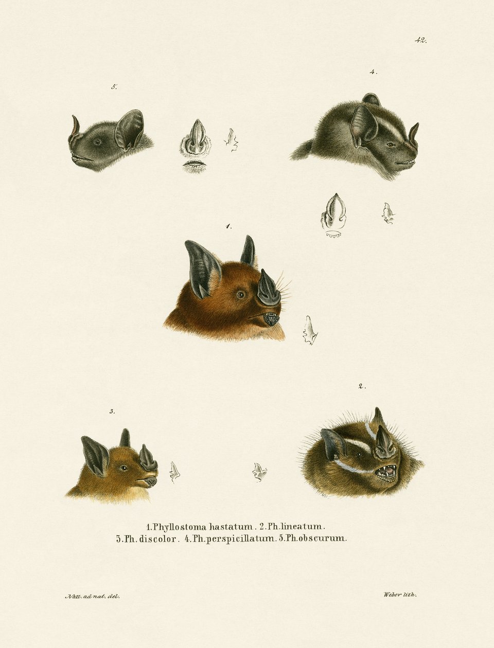 Flagermushoveder (farvet gravering) af German School
