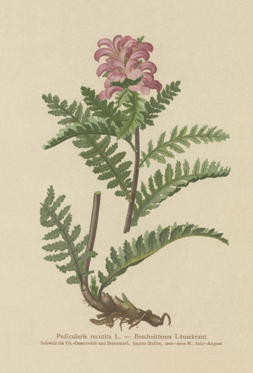 Næbfri rød luseblomst (Pedicularis recutita) af German School
