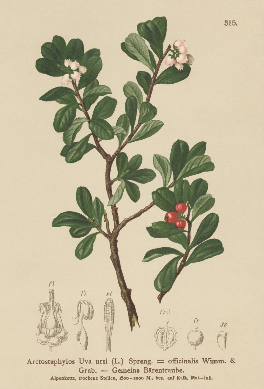 Bjørnebær (Arctostaphylos Uva ursi, Arctostaphylos officinalis) af German School