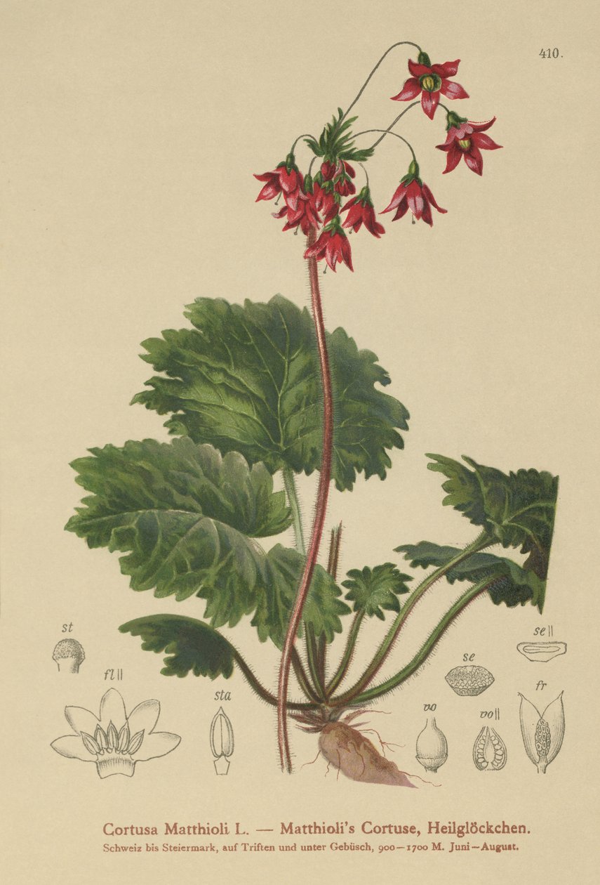 Bjørne-øre-sanikel (Cortusa Matthioli) af German School