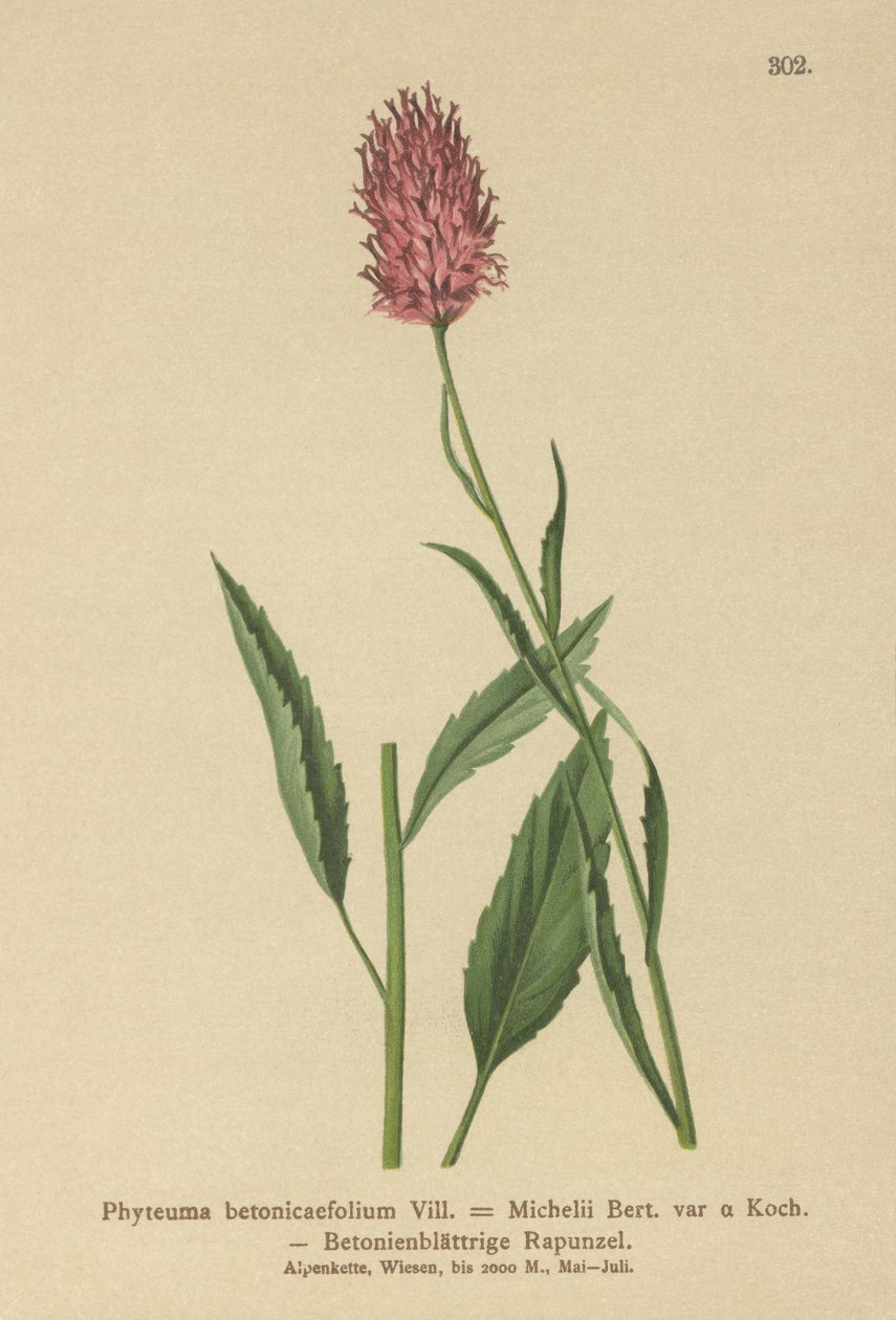 Betonbladet Rampion (Phyteuma betonicaefolium) af German School