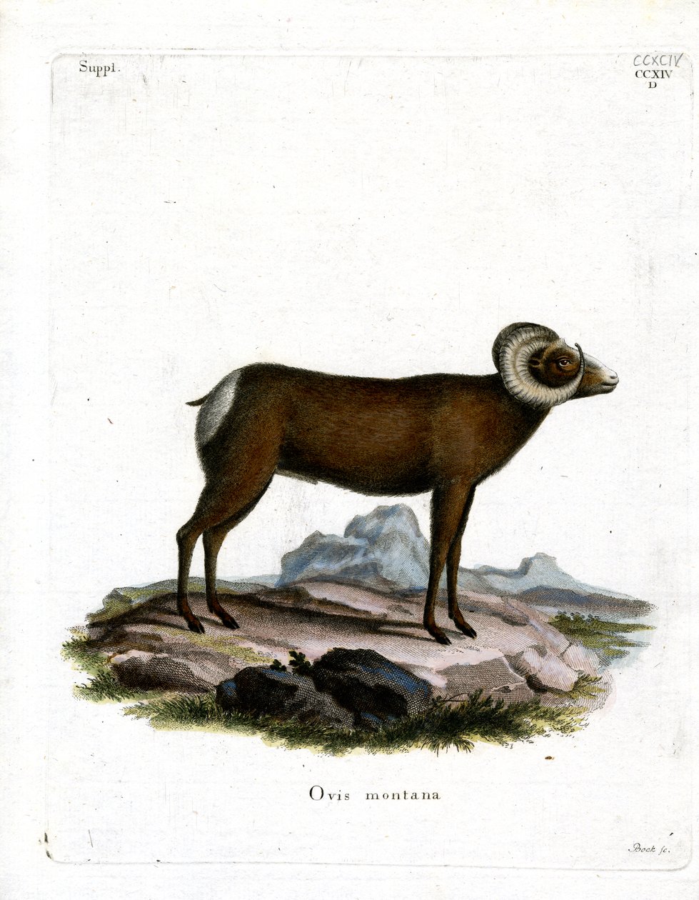 Bighorn Sheep (farvet gravering) af German School