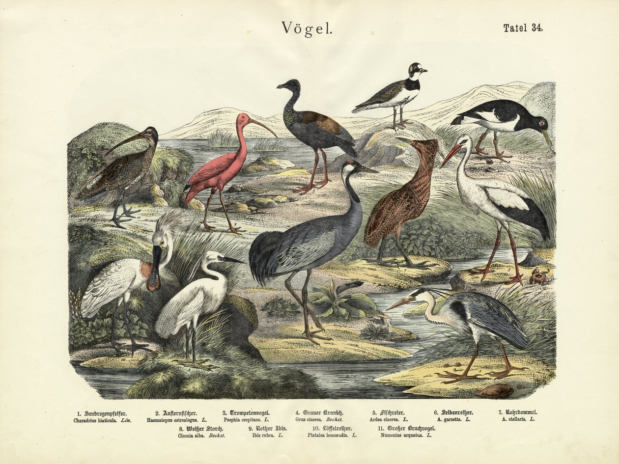 Fugle, ca. 1860 af German School