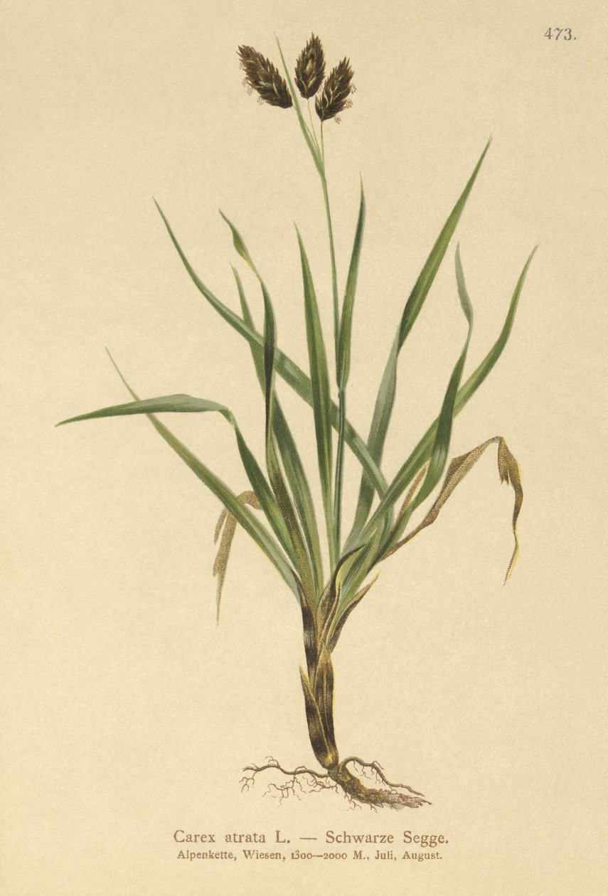 Sort alpesedge (Carex atrata) af German School