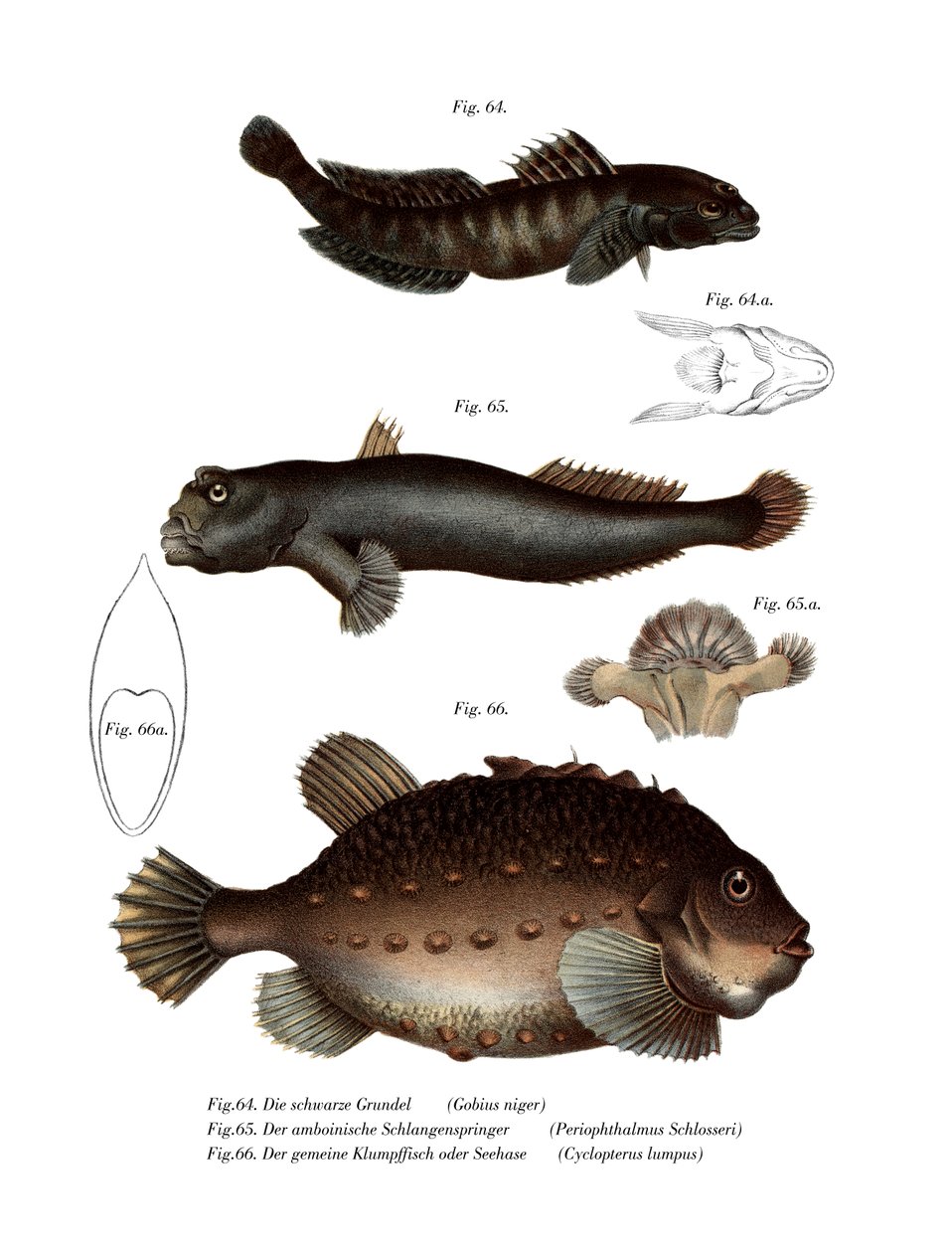 Black Goby (farve litho) af German School