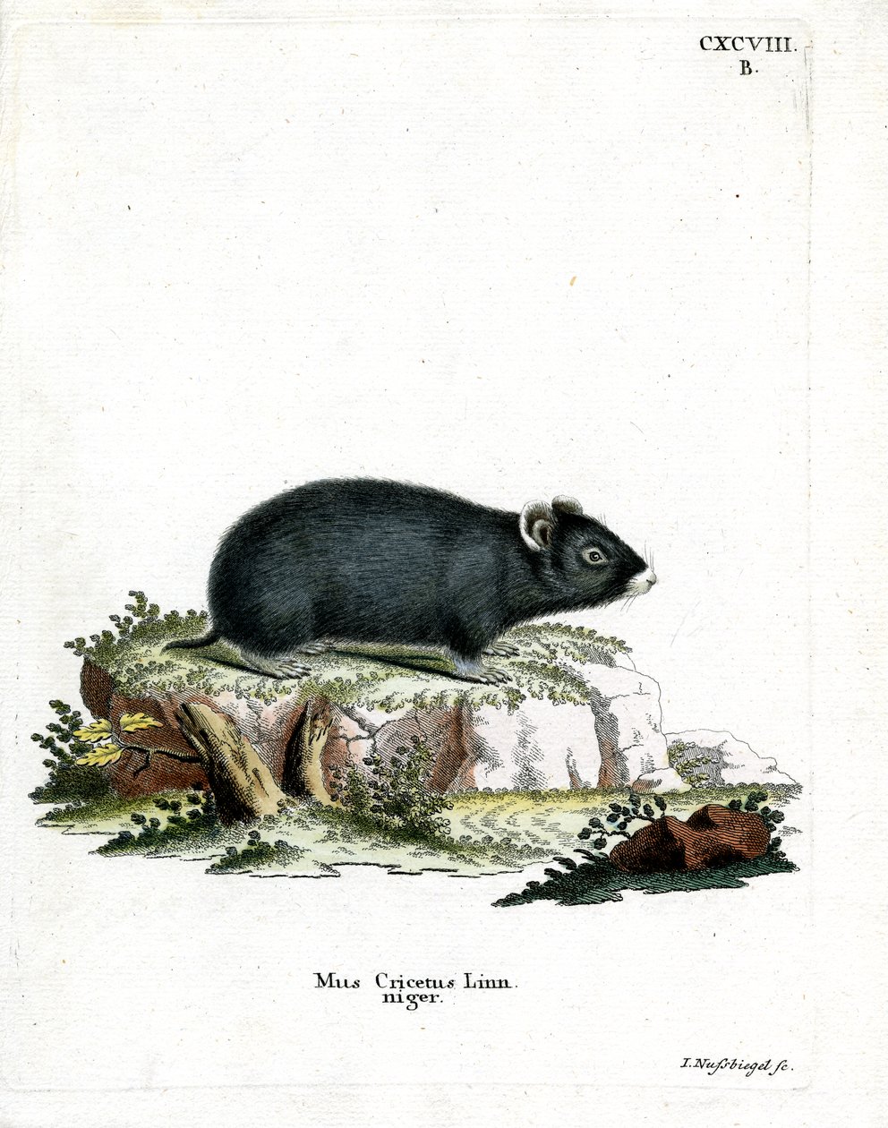 Sort hamster (farvet gravering) af German School