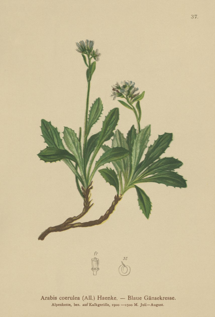 Blå murkarse (Arabis caerulea, Arabis coerulea) af German School