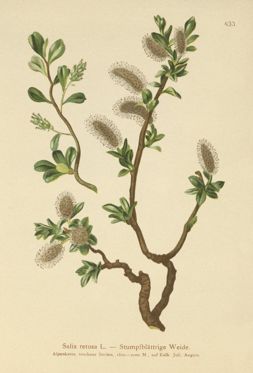 Blunt-bladet pil (Salix retusa) af German School