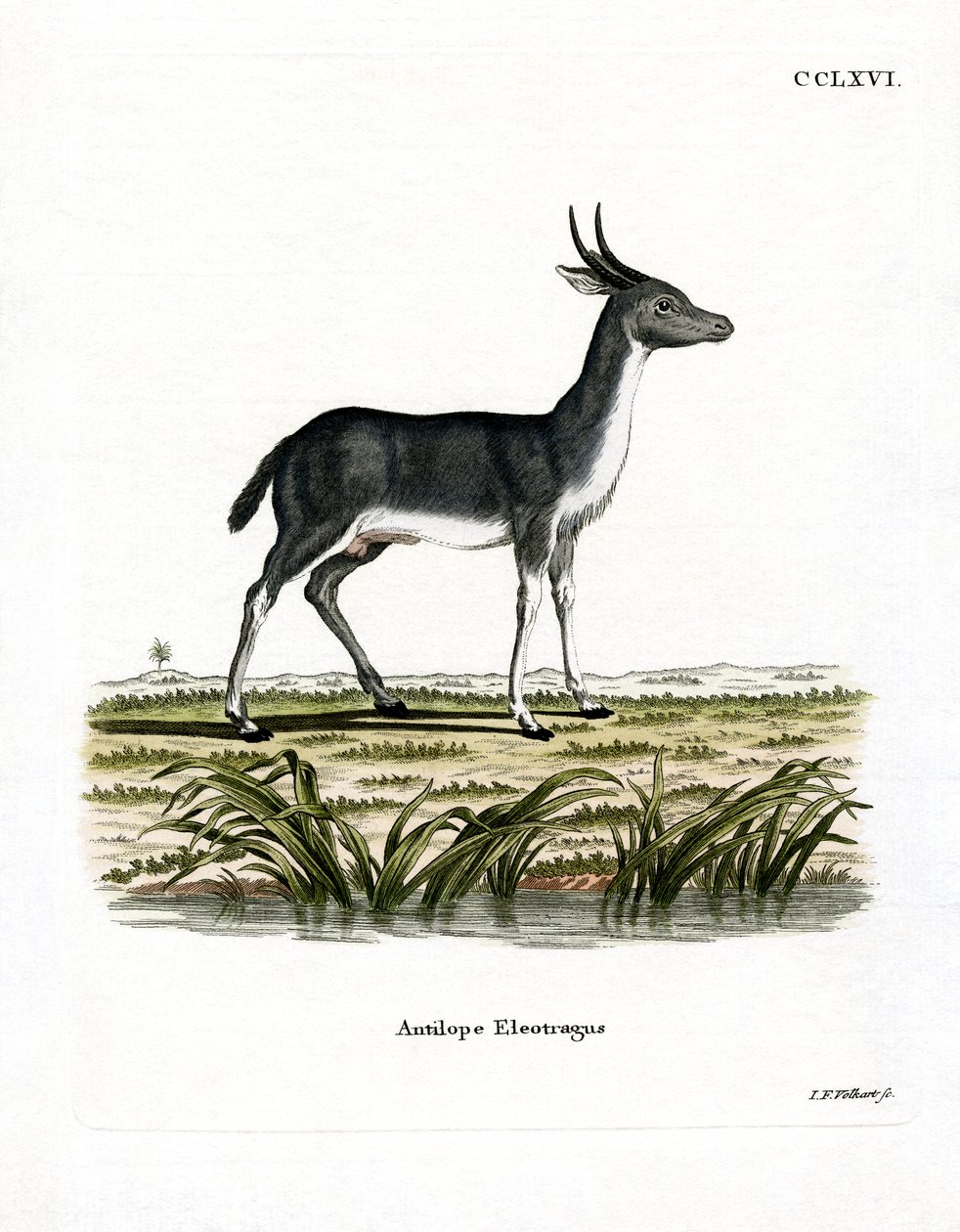 Bohor Reedbuck (farvet gravering) af German School