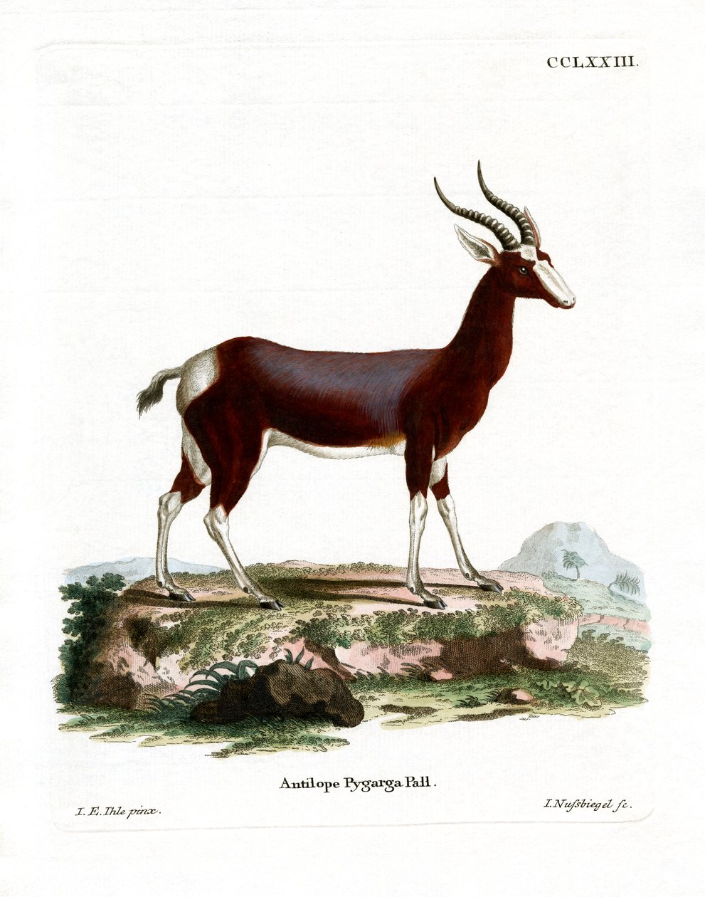 Bontebok (farvet gravering) af German School