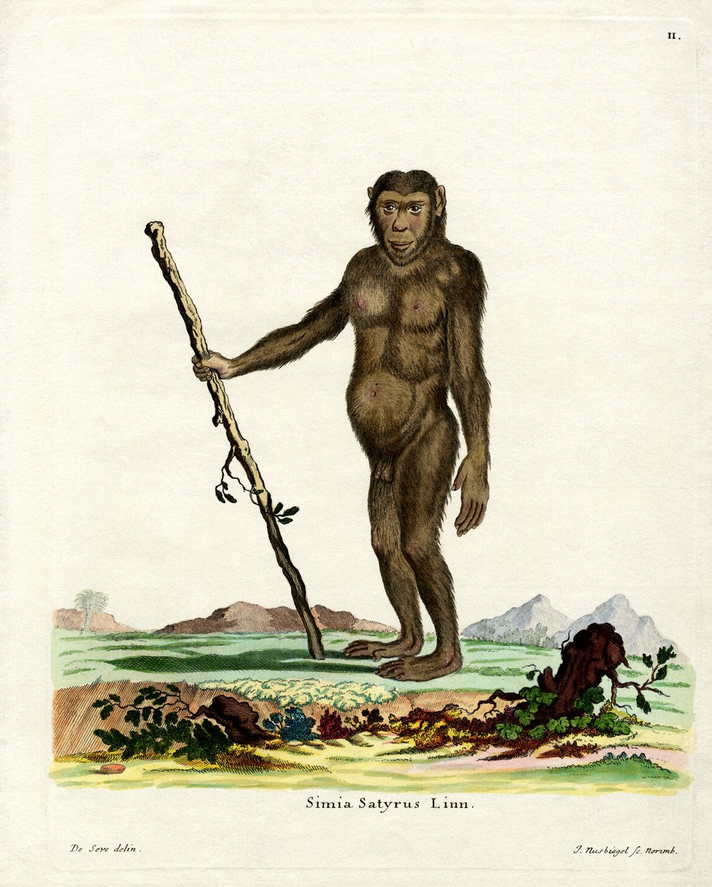 Bornean Orang-Outang (farvet gravering) af German School