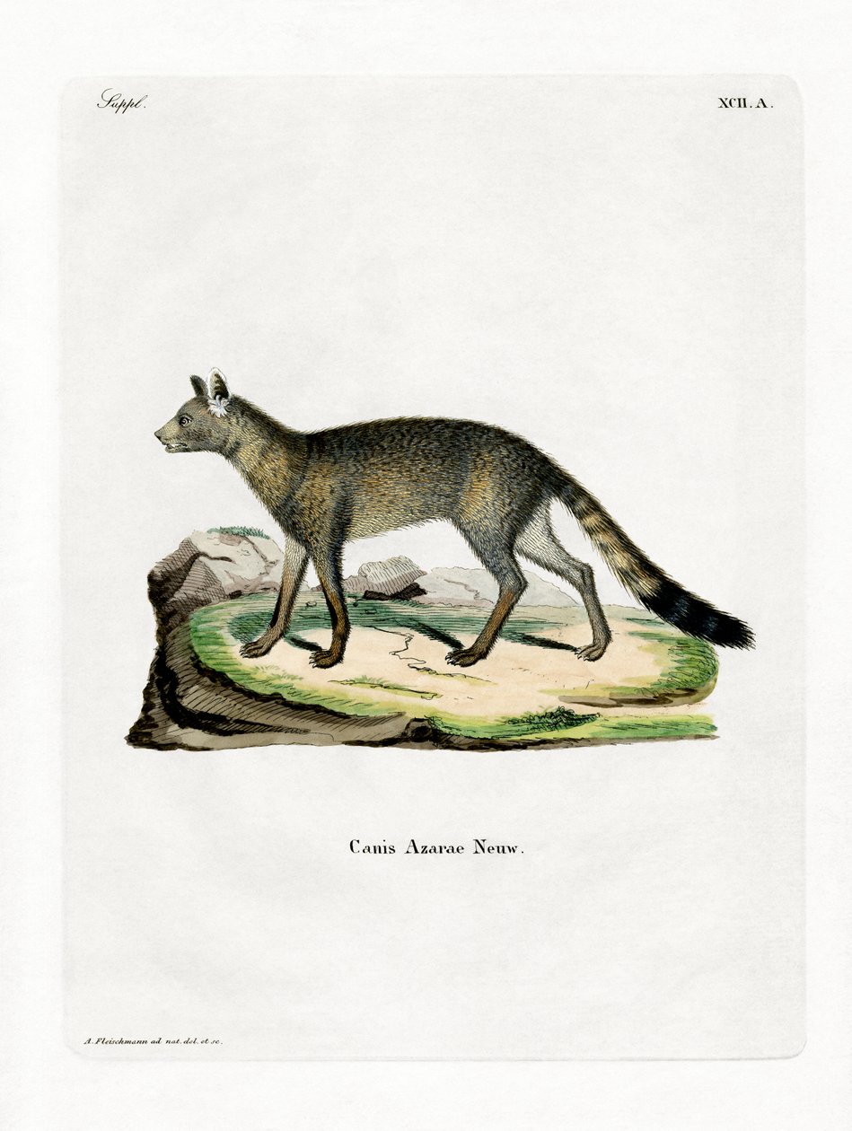 Brazilian Fox (farvet gravering) af German School