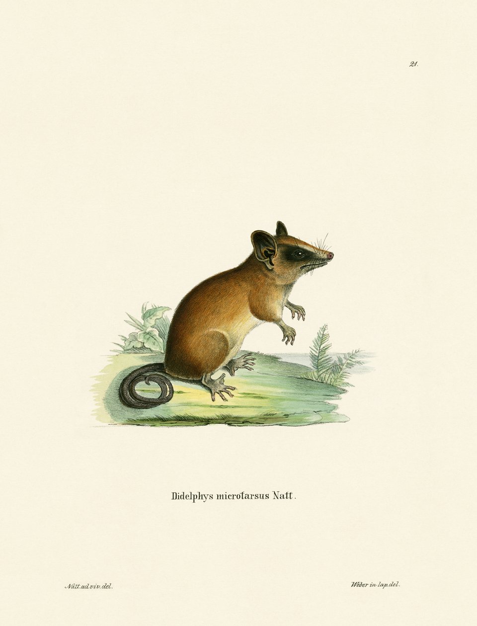 Brazilian Gracile Mouse Opossum (farvet gravering) af German School