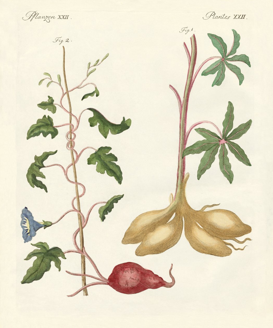Brød planter af German School