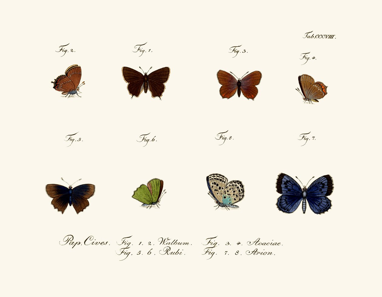 Sommerfugle, 1783-1806 af German School