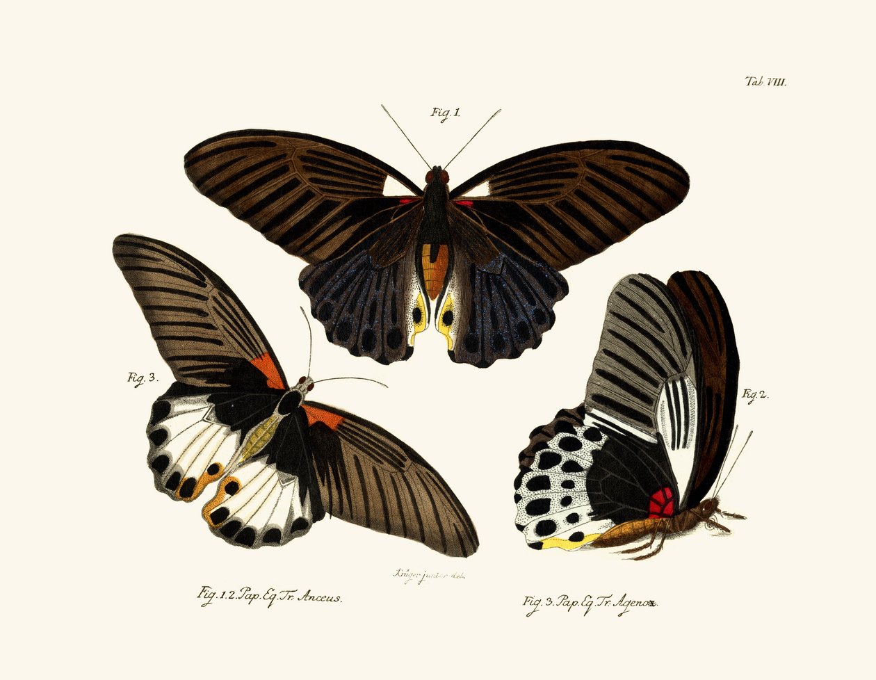 Sommerfugle, 1783-1806 af German School