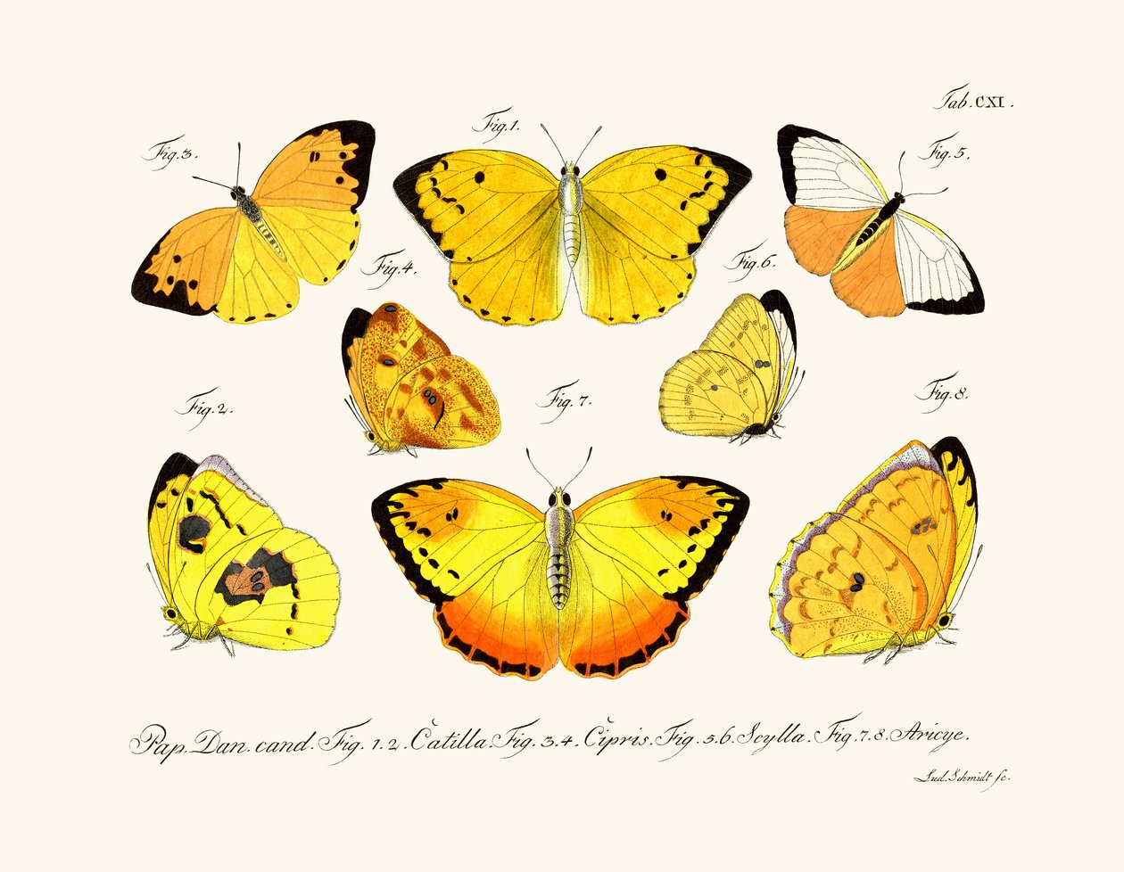 Sommerfugle, 1783-1806 af German School