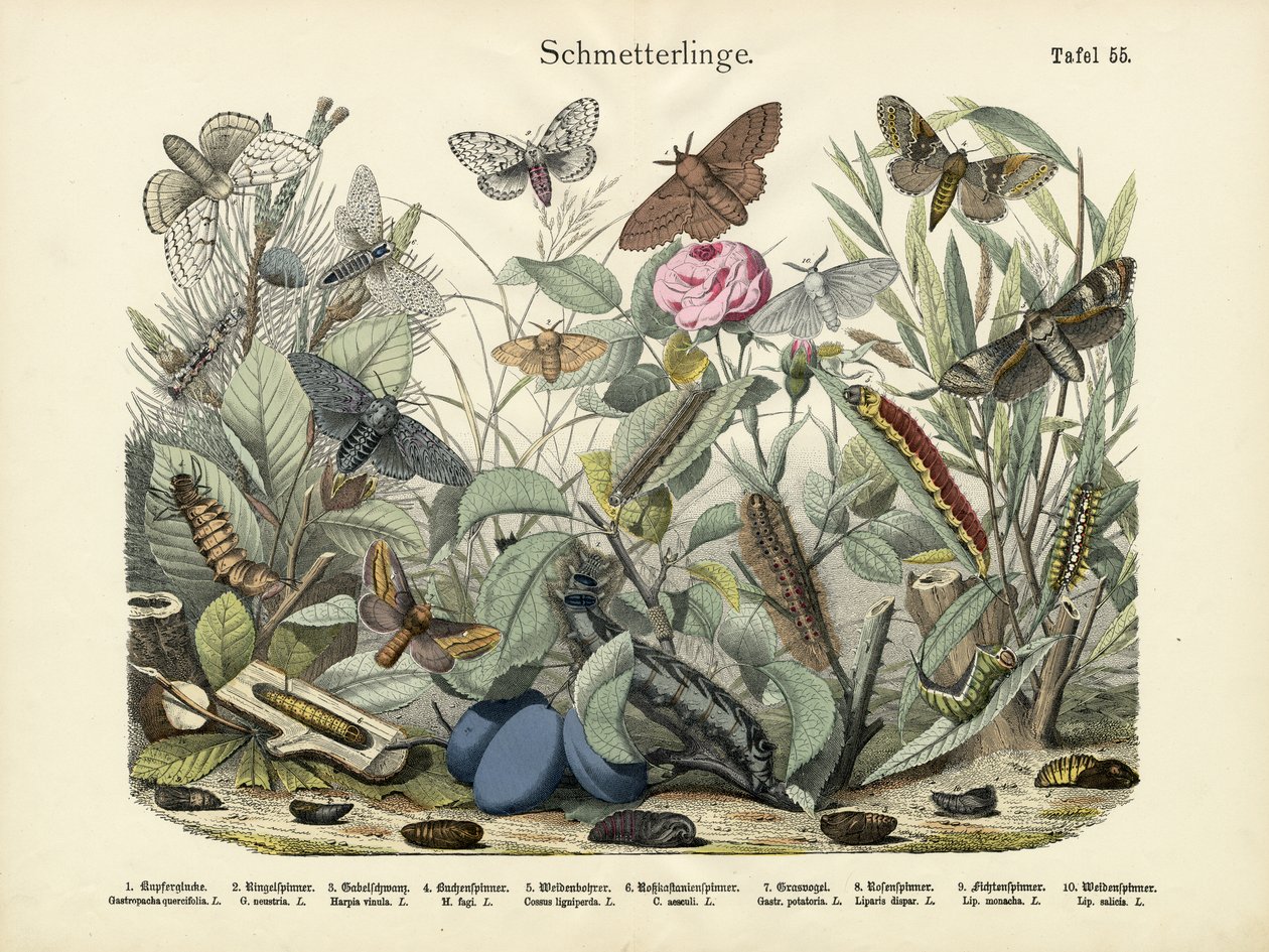 Sommerfugle, ca. 1860 af German School
