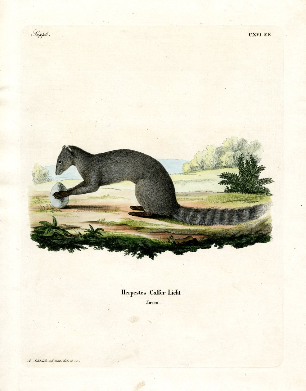 Cape Grey Mongoose (farvet gravering) af German School