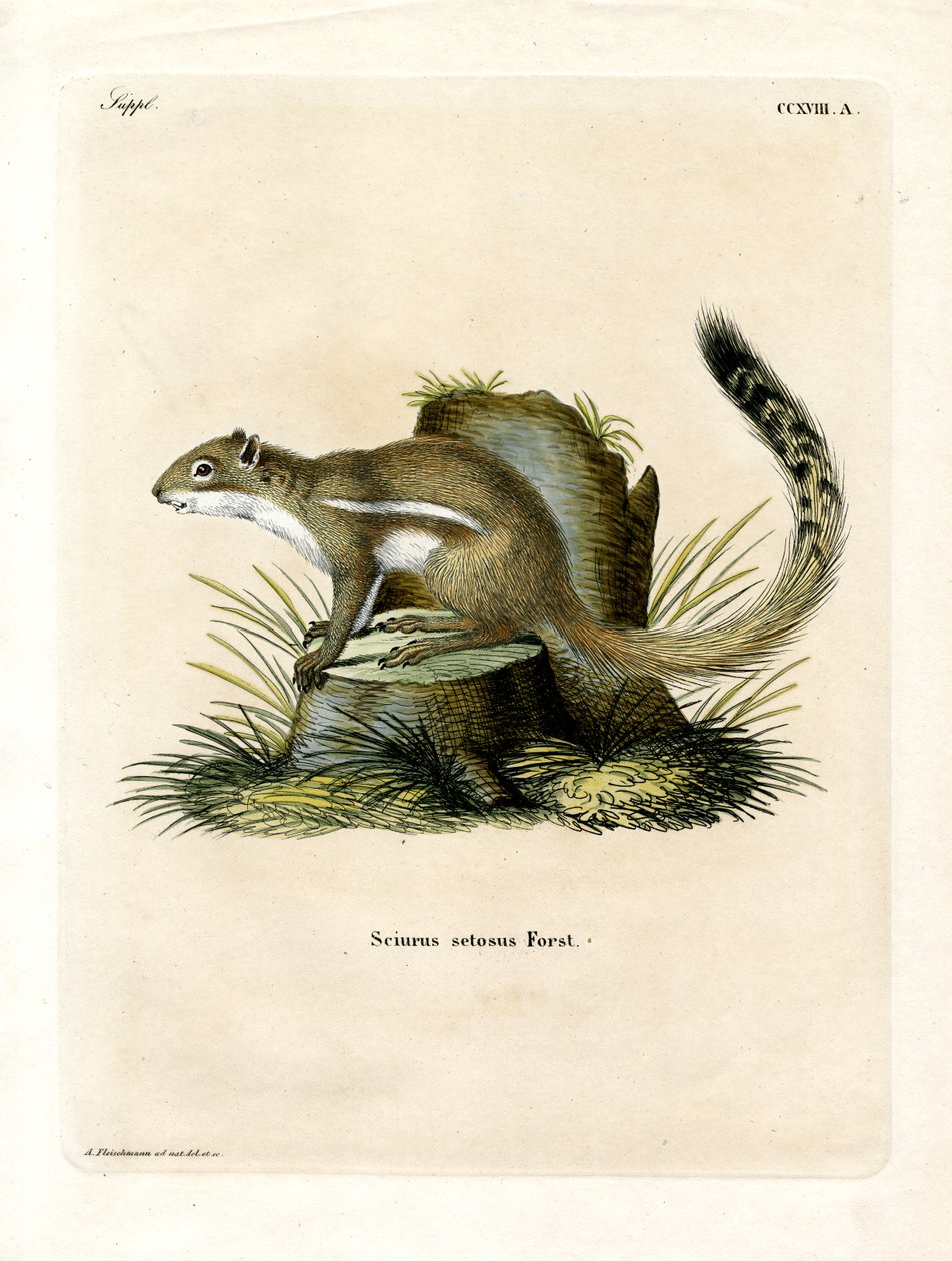 Cape Ground Squirrel (farvet gravering) af German School