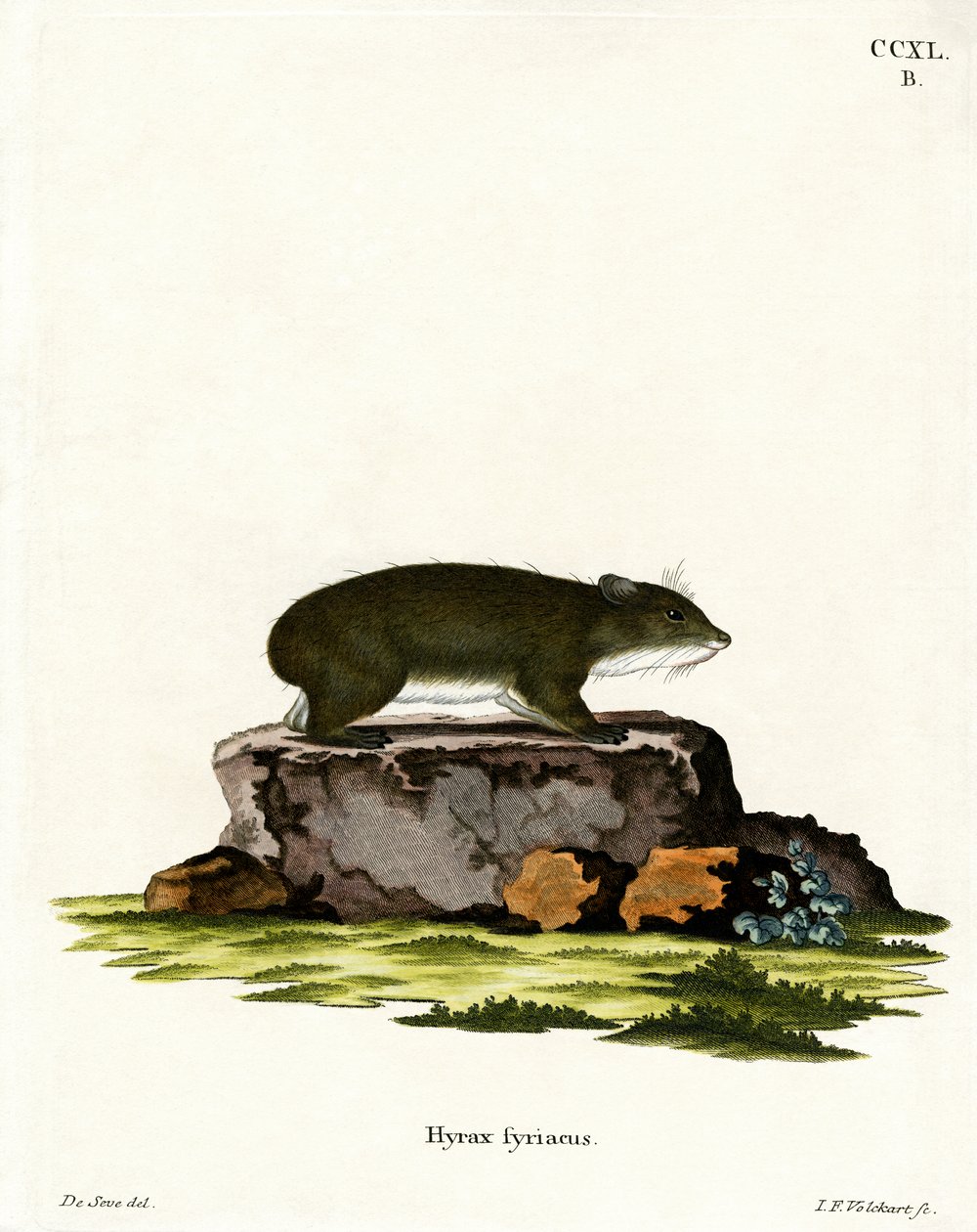 Cape Hyrax (farvet gravering) af German School