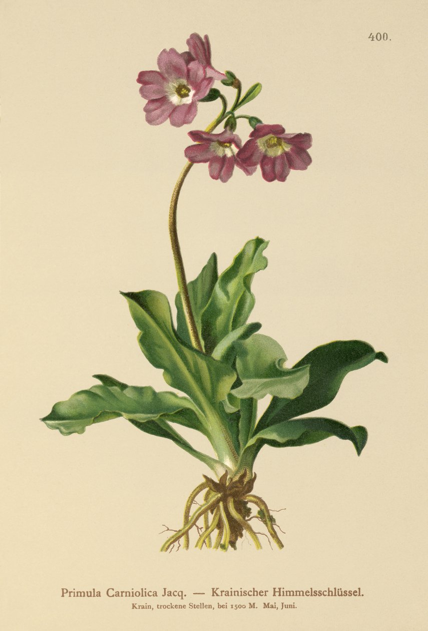 Carniolan Primrose (Primula Carniolica) af German School