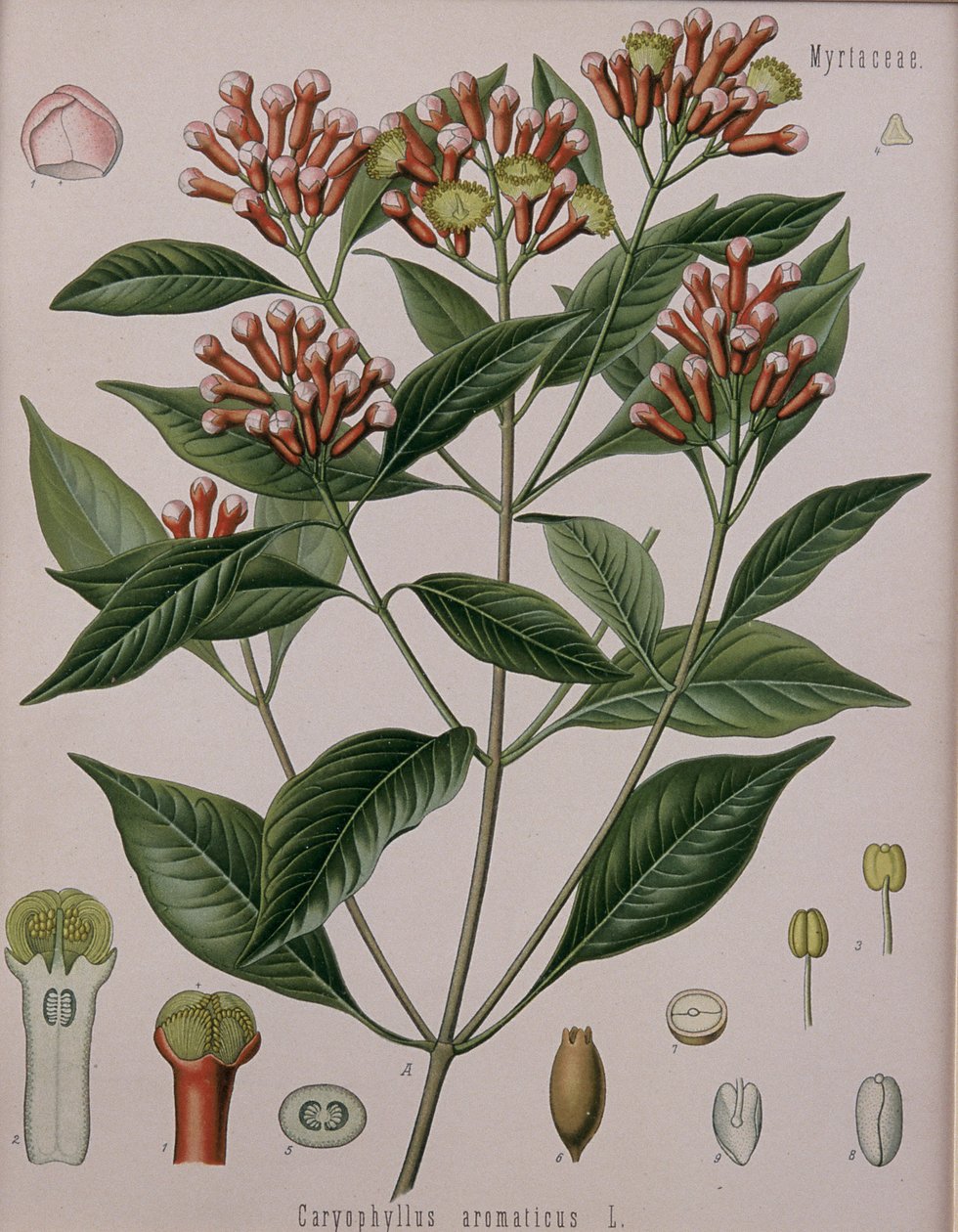 Caryophyllus Aromaticus (nelliker) af German School