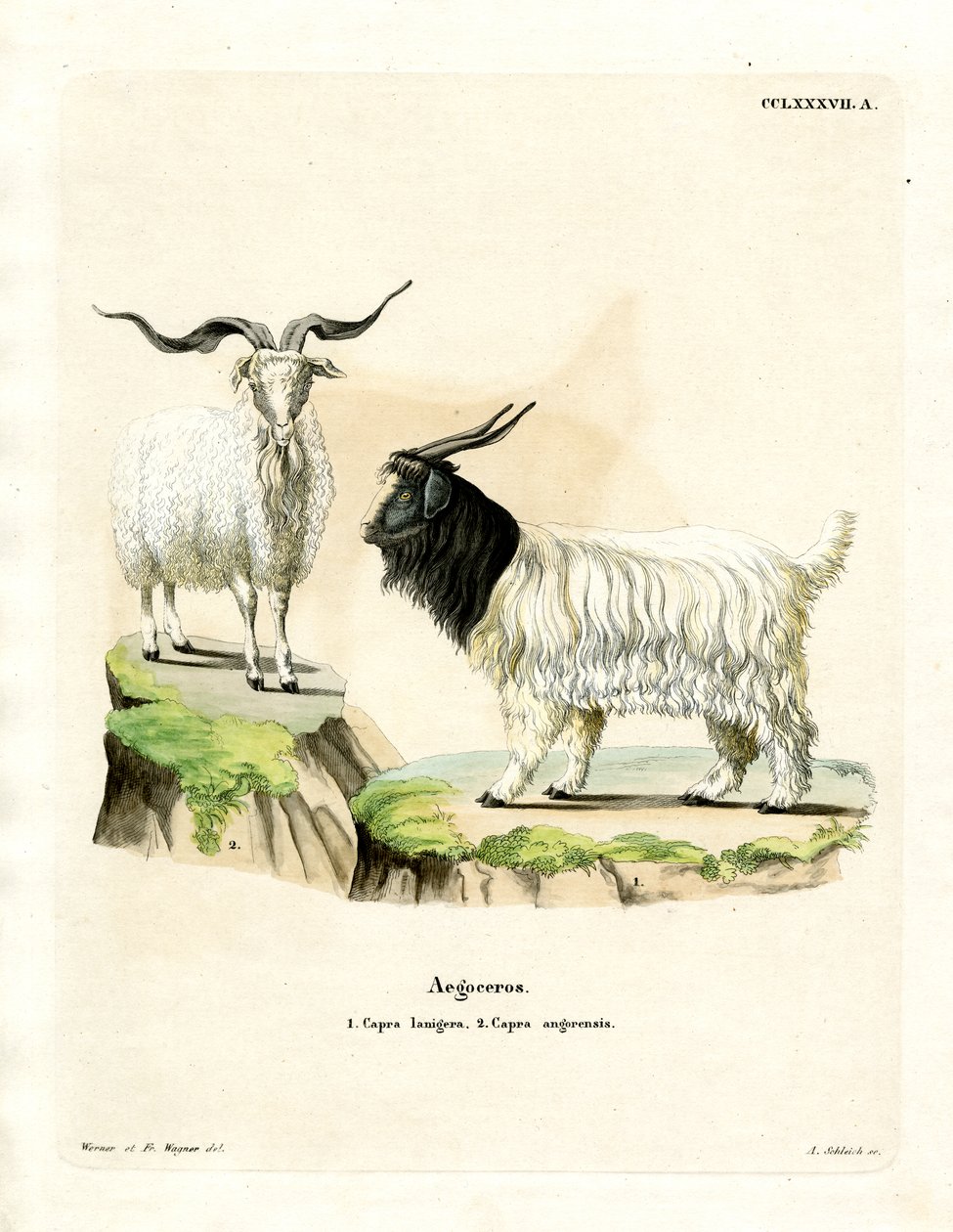 Cashmere ged (farvet gravering) af German School