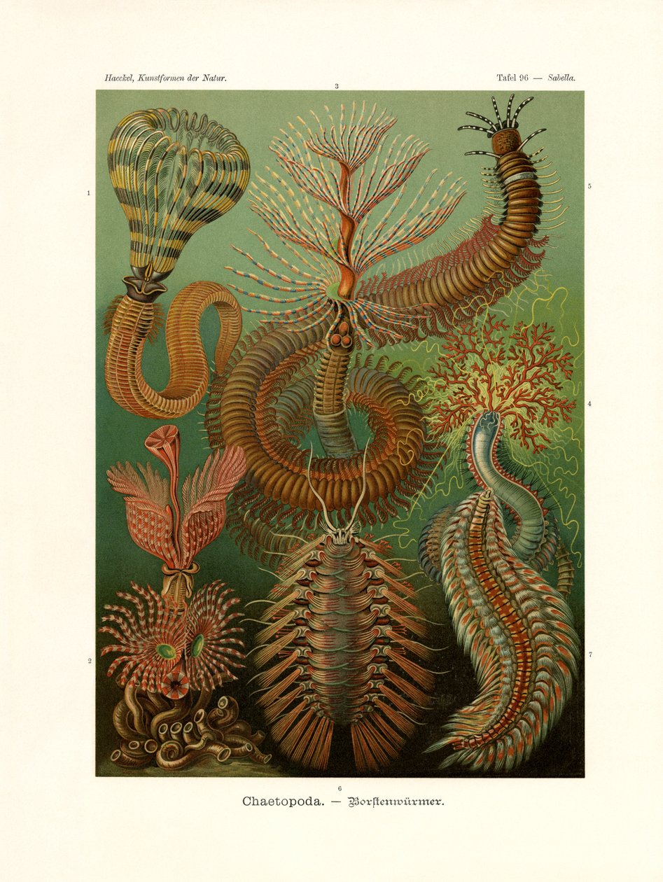 Chaetopoda, 1899-1904 af German School