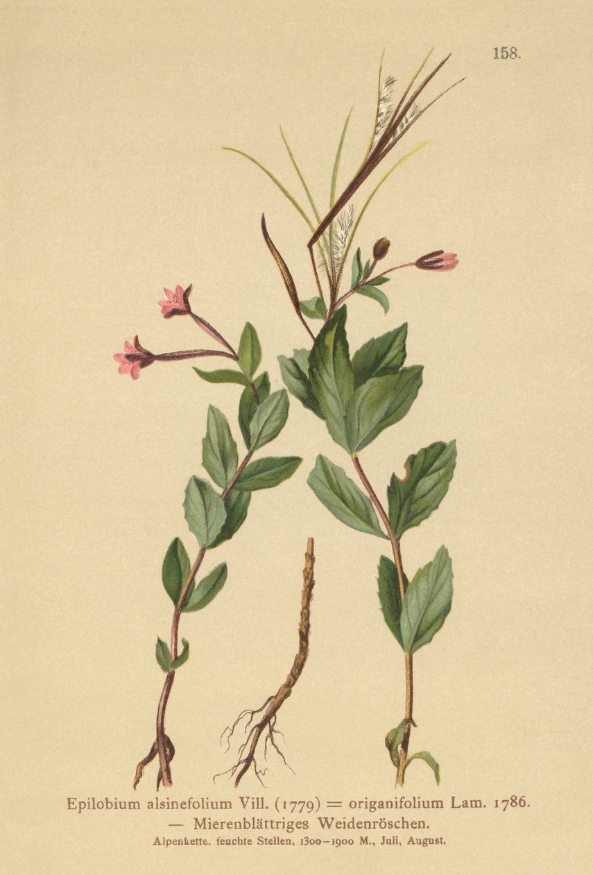 Krikblad (Epilobium alsinefolium, Epilobium origanifolium) af German School