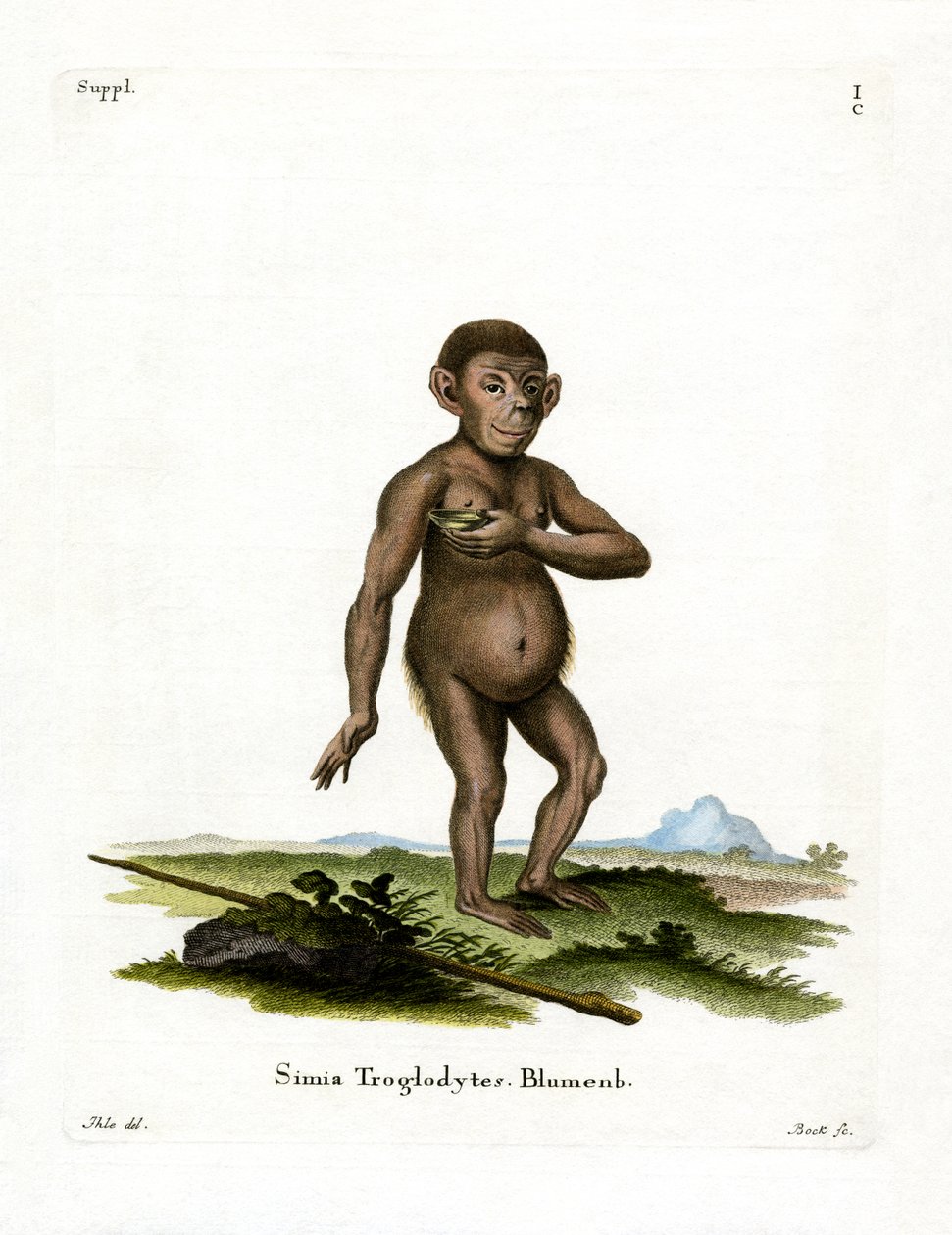 Chimpanse (farvet gravering) af German School