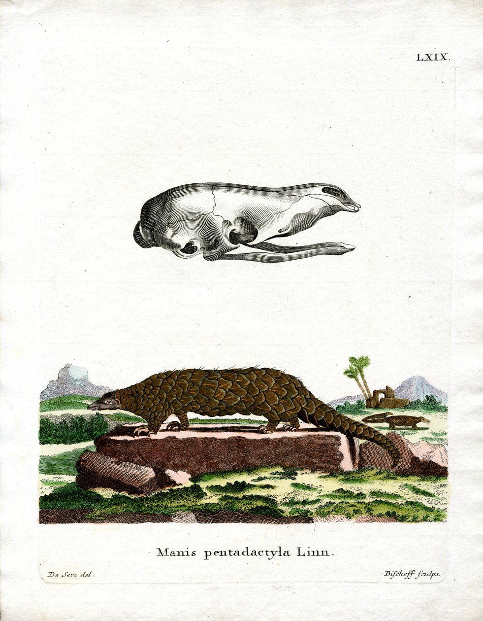 Kinesisk Pangolin (farvet gravering) af German School