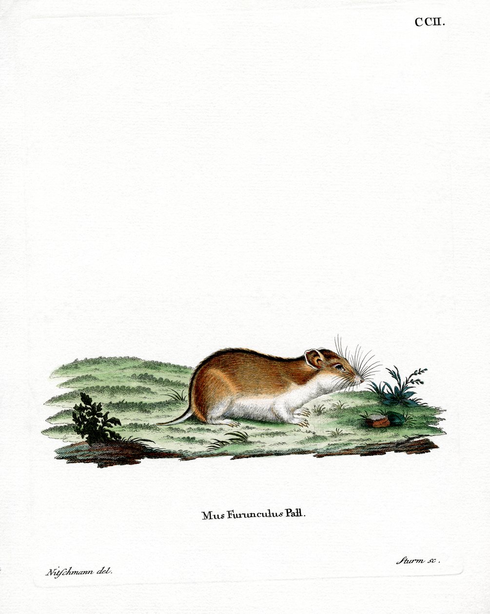 Kinesisk stribet hamster (farvet indgravering) af German School