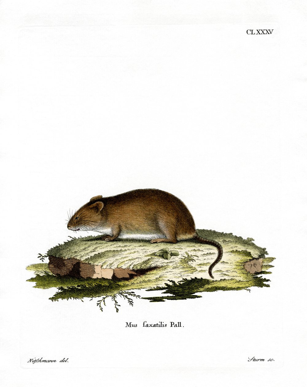 Cliff Mouse (farvet gravering) af German School