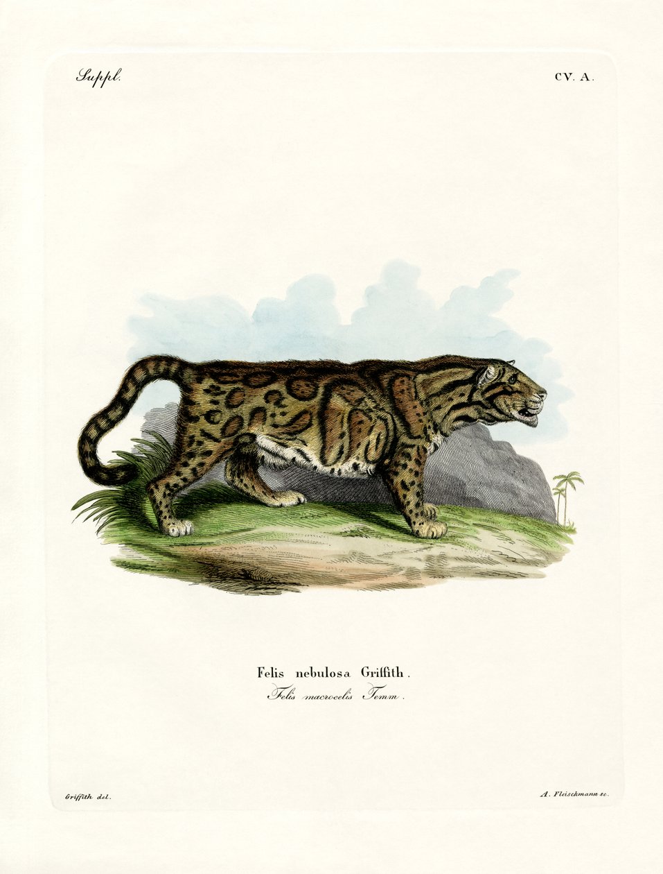 Clouded Leopard (farvet gravering) af German School