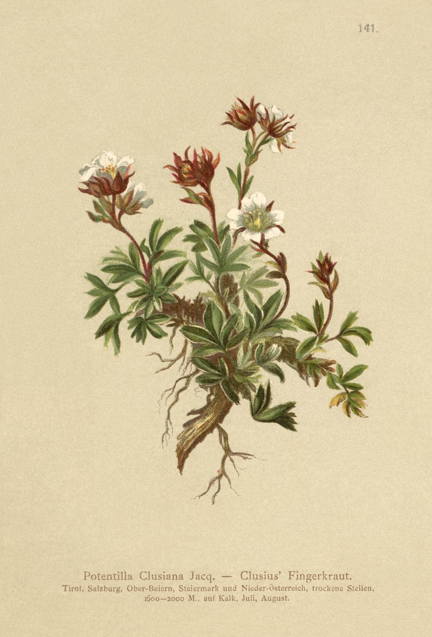 Clusius Kløvergræs (Potentilla Clusiana) af German School