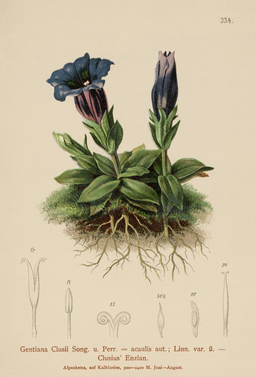 Clusius-ensian (Gentiana Clusii, Gentiana acaulis) af German School