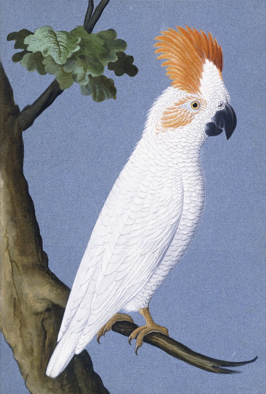 Kakadu, 1750-1800 af German School