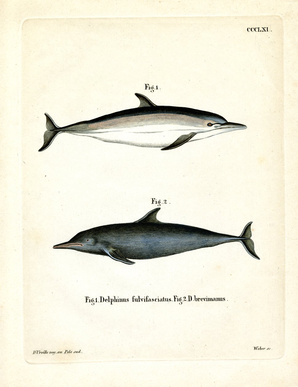 Almindelig delfin (farvet indgravering) af German School