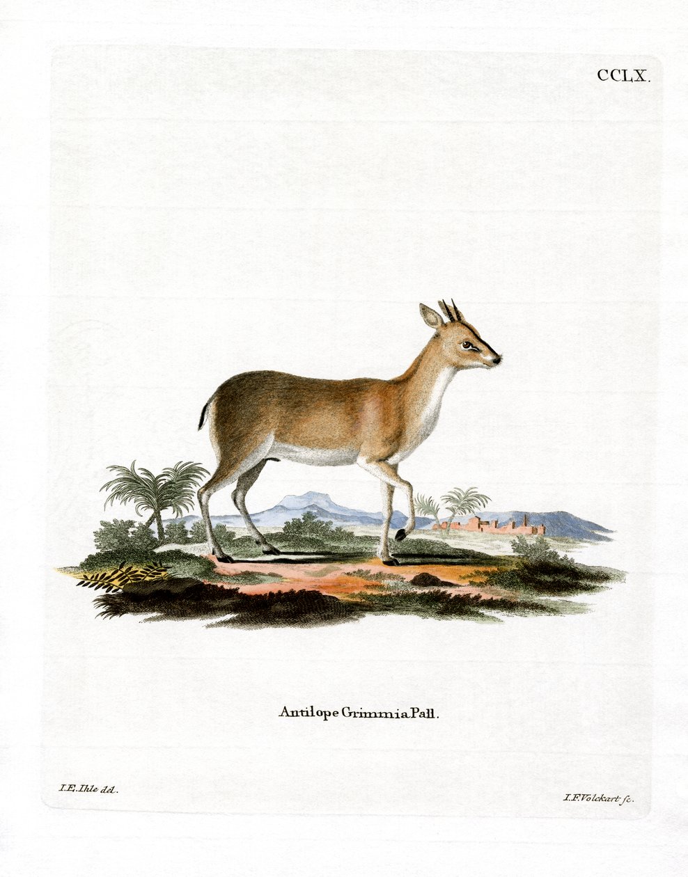 Almindelig Duiker (farvet gravering) af German School