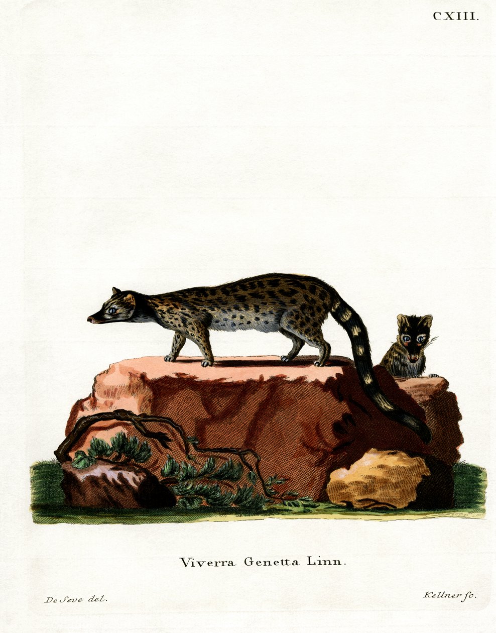 Common Genet (farvet gravering) af German School