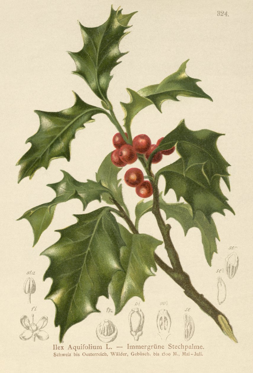 Almindelig Holly af German School