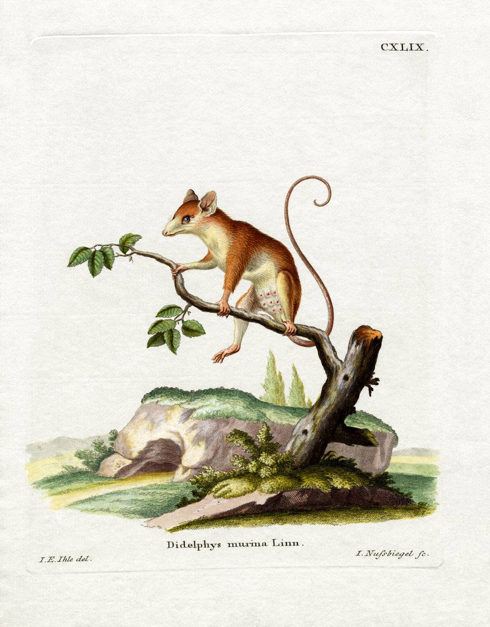 Common Mouse Opossum (farvet gravering) af German School