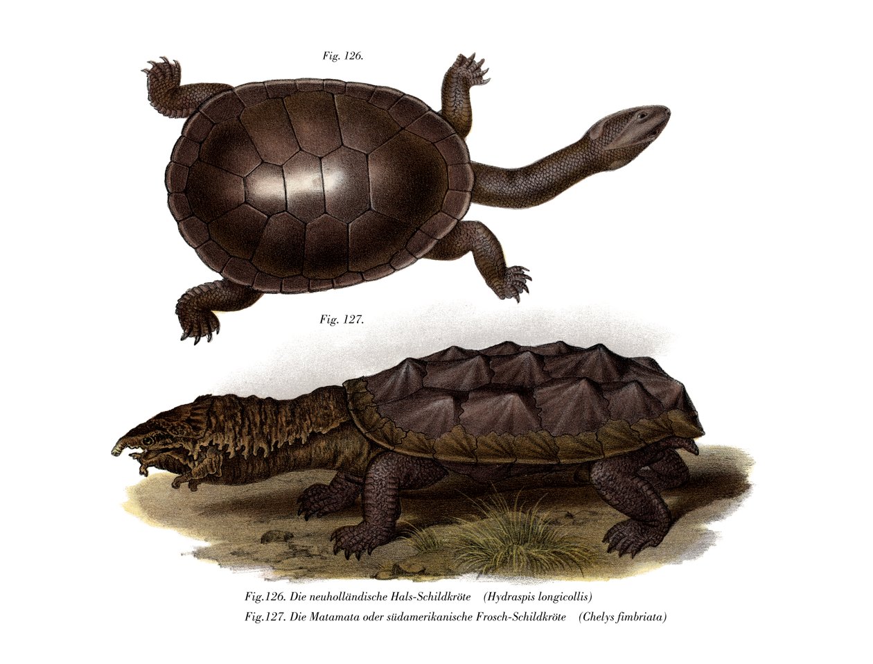 Almindelig slangehalset skildpadde (farve litho) af German School