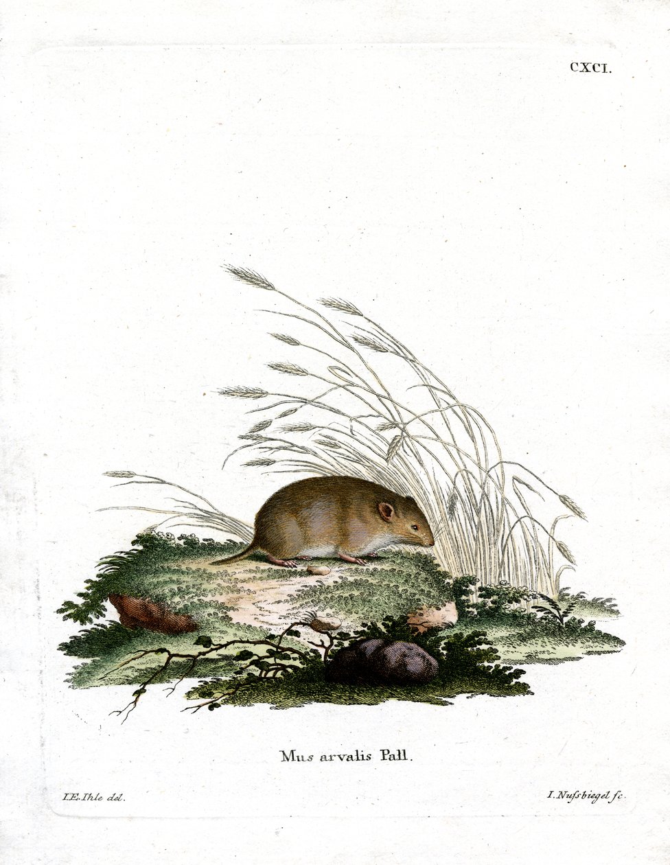 Vole (farvet gravering) af German School