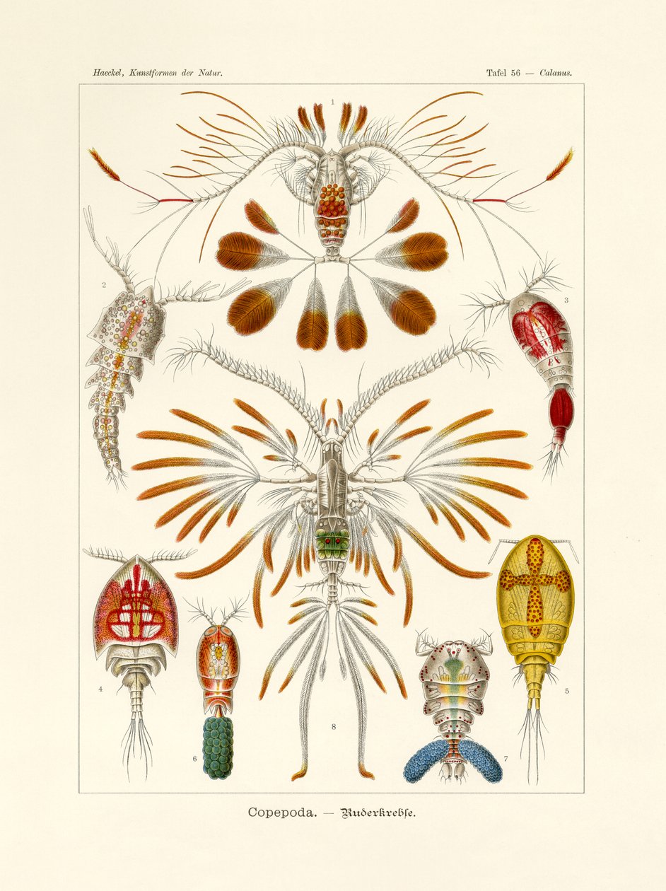 Copepoda, 1899-1904 af German School