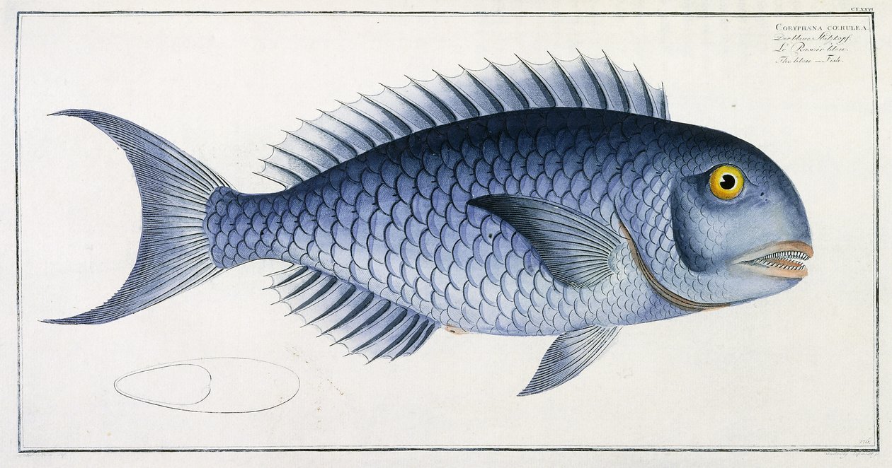 Coryphaena Coeruleadani af German School