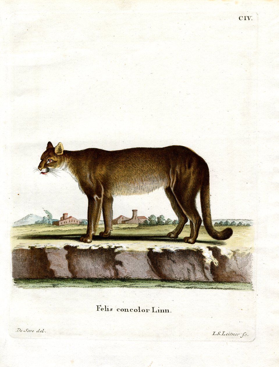 Cougar (farvet gravering) af German School
