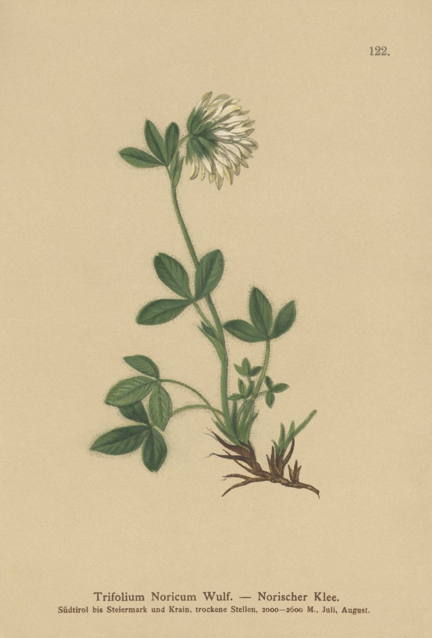 Flødekløver (Trifolium Noricum) af German School