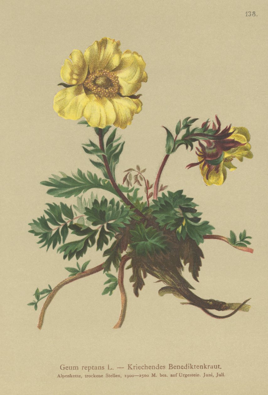 Krybende Avens (Geum reptans) af German School